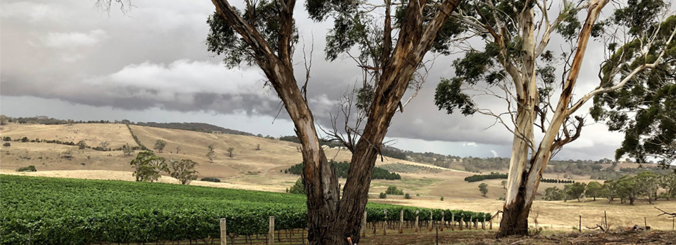 View of Patina vineyard 